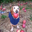 dog with apple in mouth